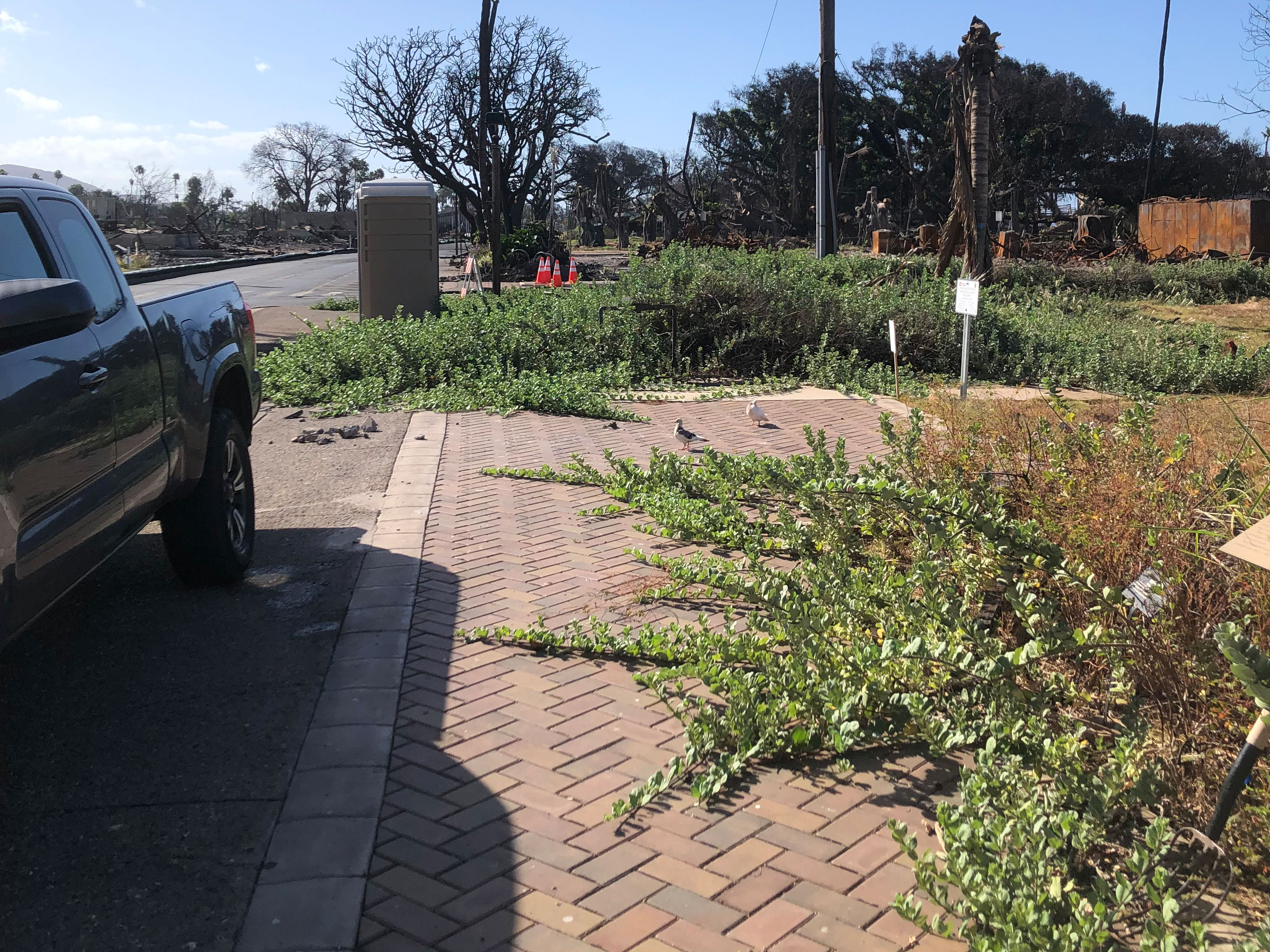 image of overgrown area near Lahaina library