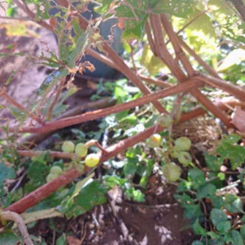 image of Isabella grapes post fire at Baldwin Home Museum.